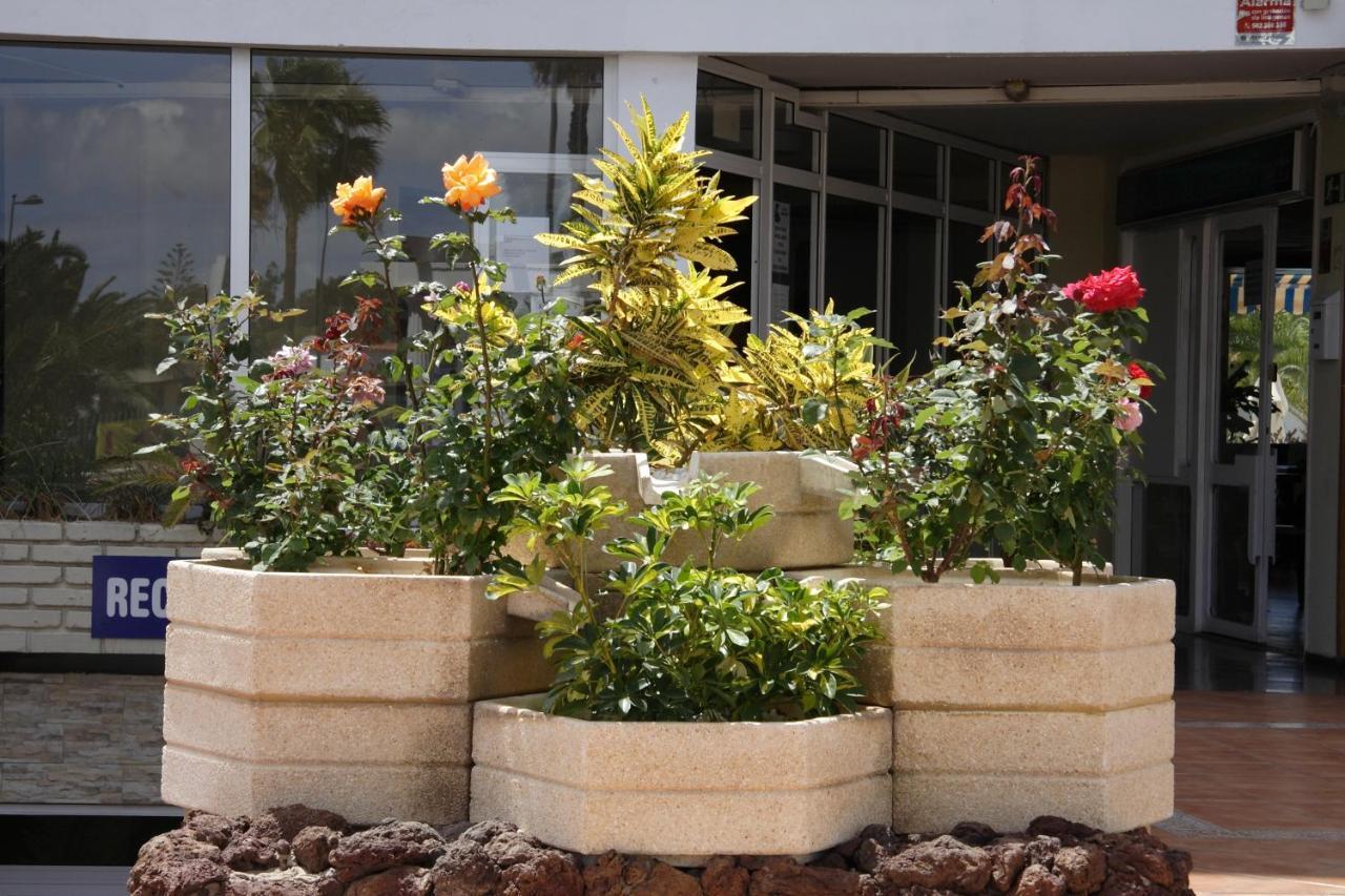 פלאייה דל אינגלז Apartamentos Teneguia מראה חיצוני תמונה